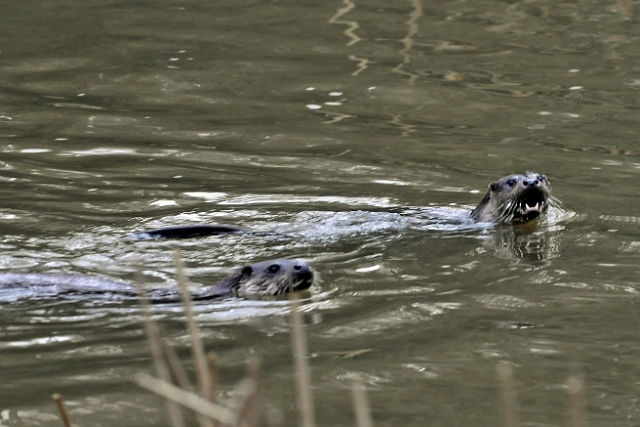 04 01 17_5452_edited-2.jpg - OTTER(S) AT RIVER STOUR, BLANDFORD FORUM, DORSET - JAN 2017